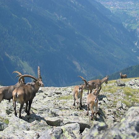 Apart Gletscherblick Kaunertal Eksteriør billede